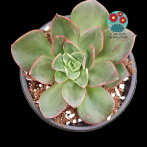 Echeveria Salsa verde
