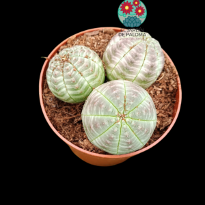 Euphorbia obesa x 3 (no es grande)