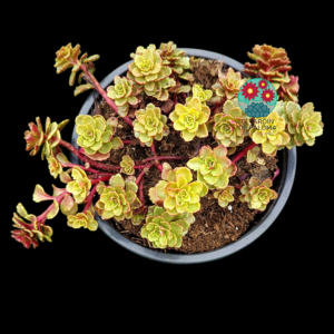 Sedum kamtschaticum