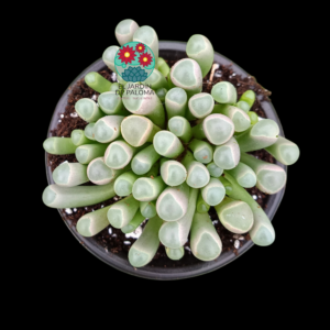 Fenestraria Aurantiaca