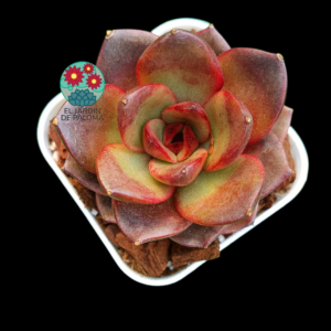 Echeveria "Chocolate rose" (importación,novedad)