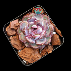 Echeveria "Blue enchantress" (importación,novedad)