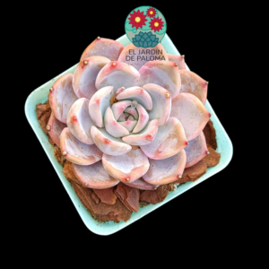 Echeveria Ultra violet (importación, novedad)