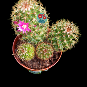 Mammillaria Backebergiana