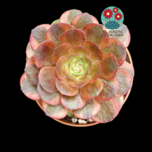 Aeonium Hohuo variegata