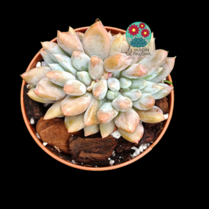 Echeveria Pink Jenny cristata (importación