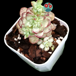 Echeveria "Tango platinum" variegata (importación, poca raíz)