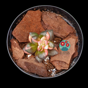 Sedeveria "Black beauty" variegata (importación, pequeño tamaño)