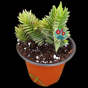 Crassula "Constellation"