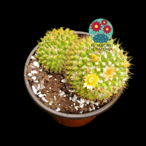 Mammillaria Marksiana doble