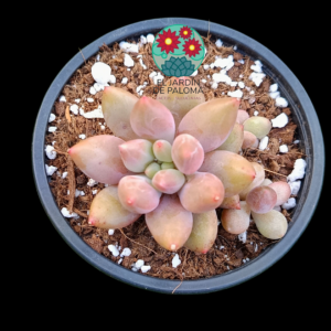 Pachyphytum híbrido de Dragonfly