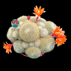Rebutia heliosa