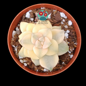 Graptoveria "Victor Kane" variegata