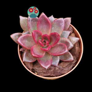 Echeveria "Feng pei" (importación)