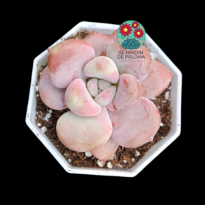 Graptosedum Luoshen