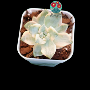 Pachyphytum "Apricot beauty" variegata (importación)