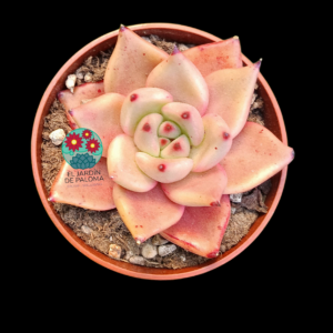 Echeveria agavoides "Punky red"