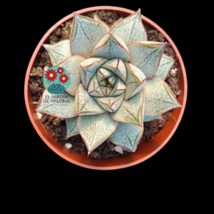 Echeveria purpusorum "White form"