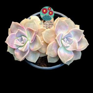 Graotopelatum Purple delight doble roseta