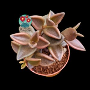 Lenophyllum guttatum
