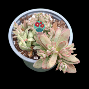 Crassula "Little Woodii"