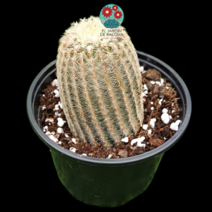 Echinocereus rigidissimus albispinus