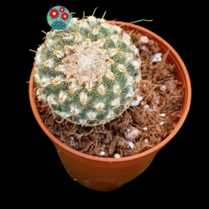 Turbinicarpus "saueri" (maceta pequeña)