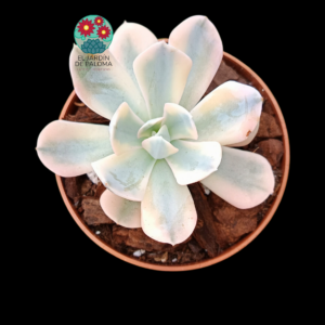 Echeveria Runyonii rose variegata (importación)