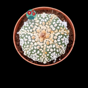 Astrophytum Asturias "Superkabuto"
