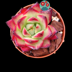 Echeveria Agavoides "Absorbance Maria"  (importación)