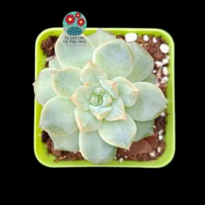 Echeveria Nicksana white