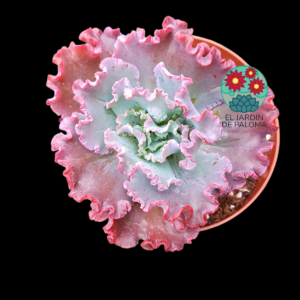 Gibbiflora (maceta grande)