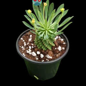 Euphorbia dendroides