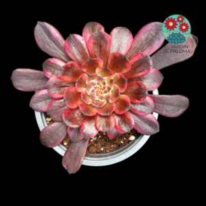 Aeonium Evening glow variegata (importación)