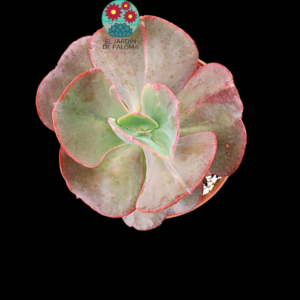 Echeveria Gigantea