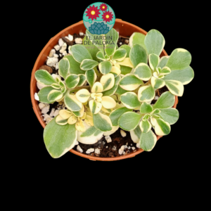 Aeonium Domesticum variegata