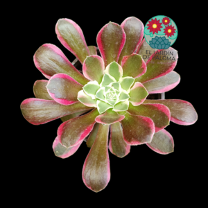 Aeonium Riverstone variegata (grande y con hijuelos)