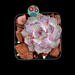 Echeveria "Blue berry" (importación)