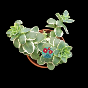 Sedum takesimense "Atlantis" variegata