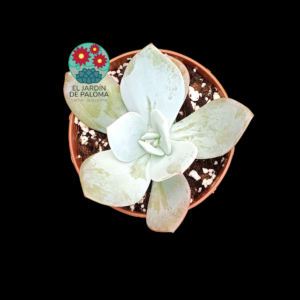 Echeveria Gila
