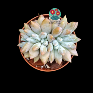 Echeveria Gothic cristata (importación)