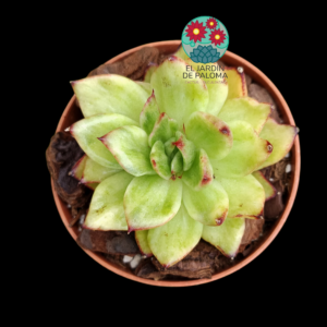 Echeveria agavoides "Sky shine" variegata (importación)