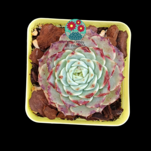 Echeveria "Rouge" (importación)