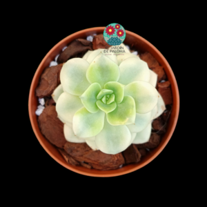 Echeveria Nicksana variegata (importación)
