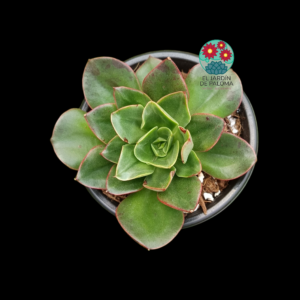 Echeveria Salsa verde