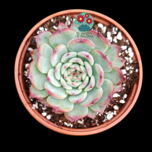 Echeveria Maribel