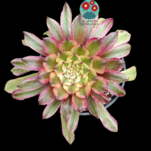 Aeonium Pink cloud variegata (importación)