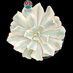 Echeveria Liberia variegata (importación)