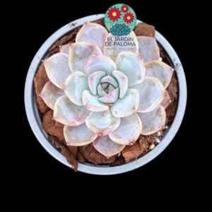 Echeveria Ultra violet (importación)