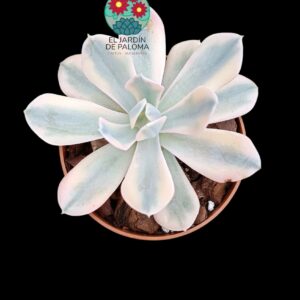 Echeveria Runyonii rose variegata (importación)